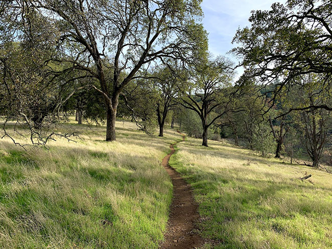 Browns Ravine Trail Near Salmon Falls